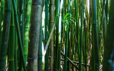 Looking into the Bamboo Forest along the Pipiwai Trail in Haleakala National Park