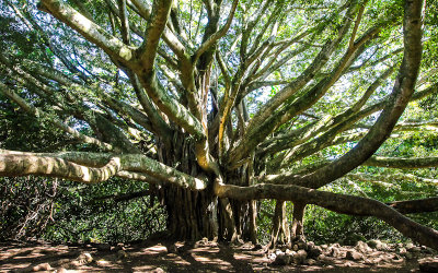 A large Banyan Tree along the Pipiwai Trail Haleakala National Park