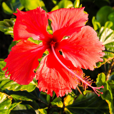 Red Hibiscus, the Hawaii state flower, along the Road to Hana