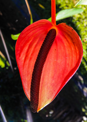 One variety of the Anthuriums flower along the Piilani Highway