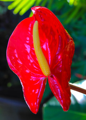 An Anthuriums flower along the Piilani Highway