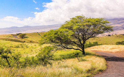 View of the flank of Haleakala along the Piilani Highway