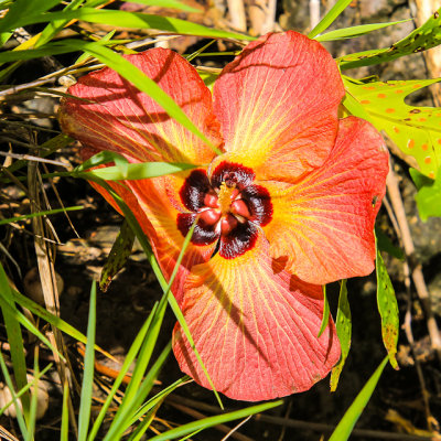 Hibiscus in the National Park of American Samoa 