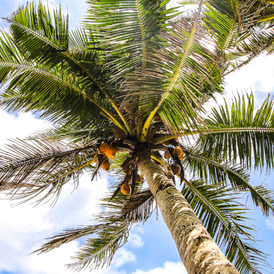 Samoan Coconut tree in the National Park of American Samoa 