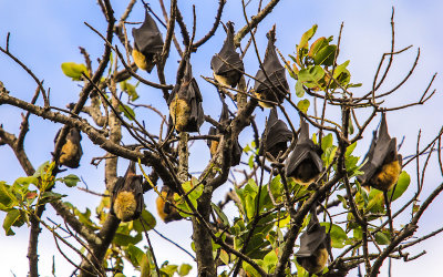 Flying Fox Fruit Bats sleeping in the National Park of American Samoa 