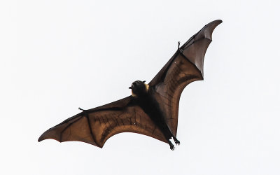 Samoan Flying Fox Fruit Bat in flight in the National Park of American Samoa 