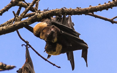 Samoan Fruit Bats battle in the National Park of American Samoa 