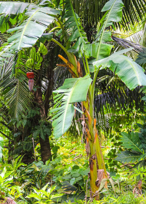 Samoan Banana Tree in the National Park of American Samoa