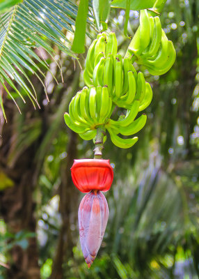 Samoan Banana stalk in the National Park of American Samoa 