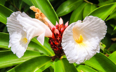 Ginger Flowers in the National Park of American Samoa 
