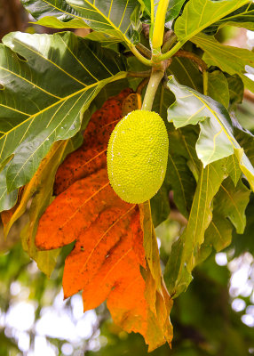 Ulu Breadfruit in the National Park of American Samoa 