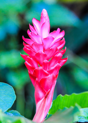 Tropical Ginger flower in the National Park of American Samoa