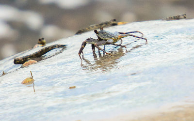 Crab and Rippled Rockskippers in the National Park of American Samoa 
