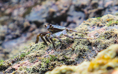 Crab at the end of the Pola Island Trail in the National Park of American Samoa 