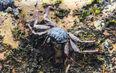 Crab on a rocky beach in the National Park of American Samoa 