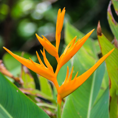 Golden Torch flower in the National Park of American Samoa 