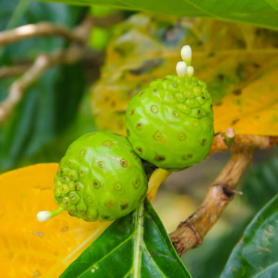 Noni Fruit in the National Park of American Samoa 