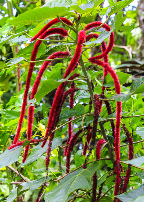 Chenille Plant in the National Park of American Samoa 