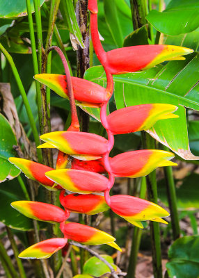 Heliconia Rostrata flower in the National Park of American Samoa 