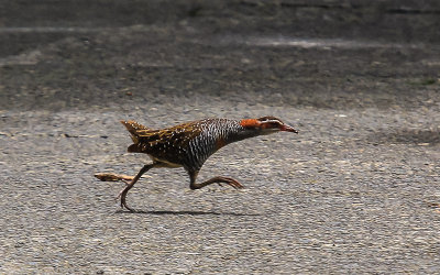 Buff-Banded Rail in the National Park of American Samoa 