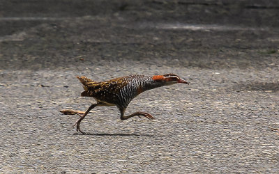 Buff-Banded Rail in the National Park of American Samoa