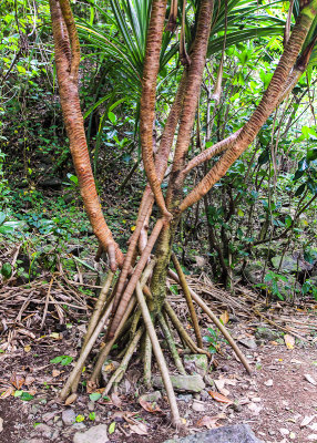 Pandanus tree in the National Park of American Samoa 