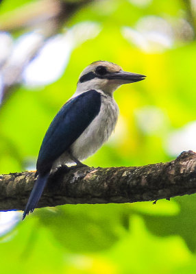 White-Collared Kingfisher in the National Park of American Samoa 
