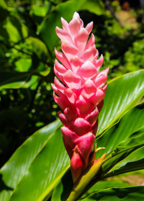 Tropical Ginger flower in the National Park of American Samoa