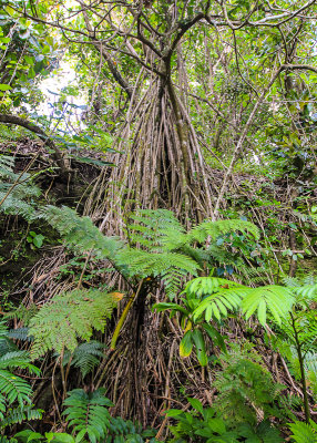 Pandanas tree inland on Tutuila Island in American Samoa