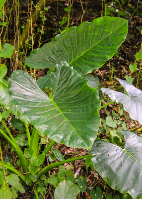Taro Plant along the Blunt Point Trail on Tutuila Island in American Samoa