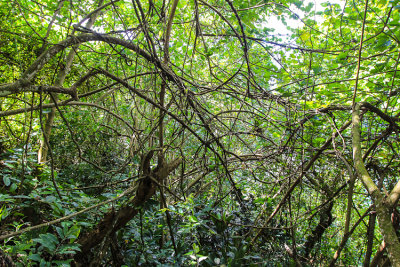 Thick rainforest growth on American Samoa