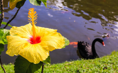 Hibiscus and a black swan at the Byodo Temple on Oahu