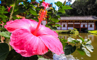 Hibiscus at the Byodo Temple on Oahu