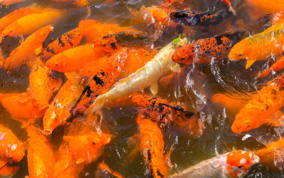 Koi in the waters around the Byodo Temple on Oahu