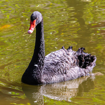 Black swan in the waters around the Byodo Temple on Oahu