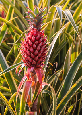 Pineapple plant on Oahu