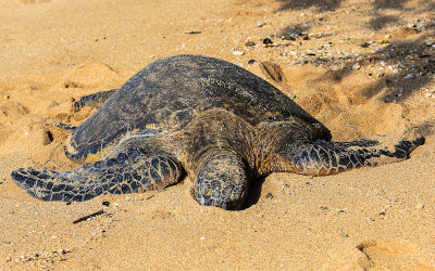 Green Sea Turtle sleeping on Waimea Bay Beach on Oahu