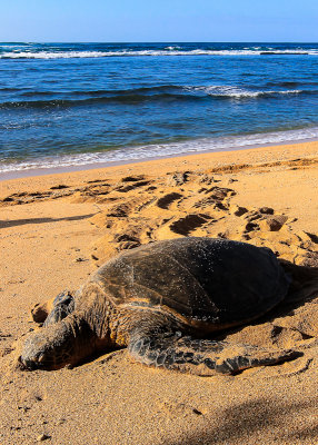 Green Sea Turtle on Waimea Bay Beach on Oahu