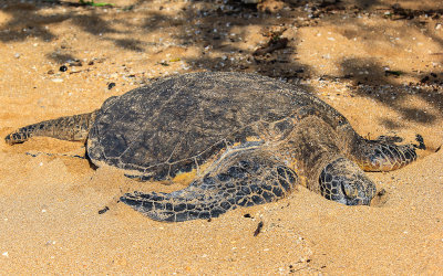 Green Sea Turtle sleeping on Waimea Bay Beach on Oahu