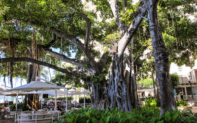 Banyan Tree in the court of the Moana Surfrider Resort on Waikiki Beach
