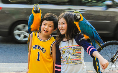 Children with Macaws on the street on Waikiki Beach