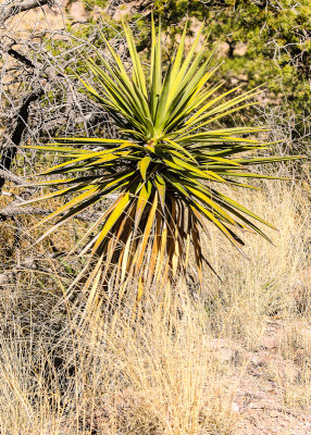 Yucca plant along the Lower Rhyolite Canyon Trail in Chiricahua National Monument
