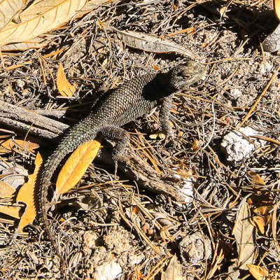 Mountain Spiny Lizard along the Lower Rhyolite Canyon Trail in Chiricahua National Monument