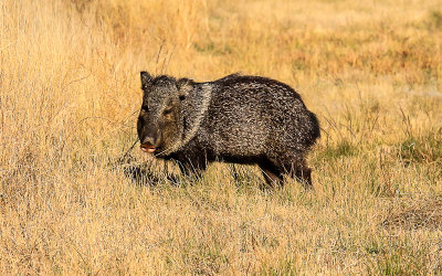 Javelina (collared peccaries or wild pig) in the Chihuahuan Desert in Big Bend National Park