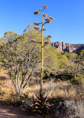 A blooming Century plant in the Chisos Basin in Big Bend National Park
