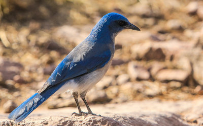 Blue Bird along the Lost Mine Trail in Big Bend National Park