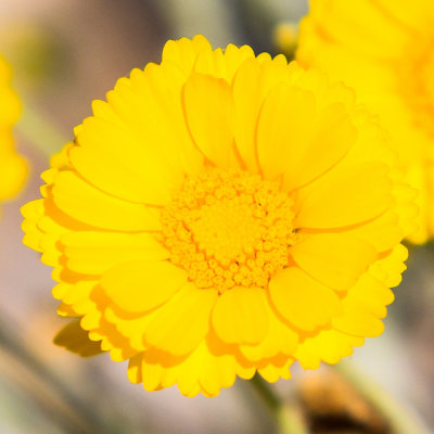 Desert Marigold in Big Bend National Park