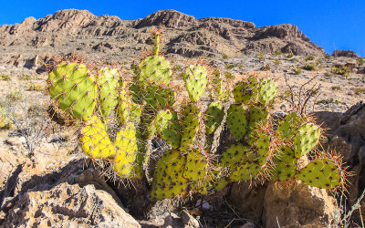 Prickly Pear cactus along the Boquillas Canyon Trail in Big Bend National Park