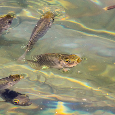 Mosquito Fish in a pond along the Rio Grande Nature Trail in Big Bend National Park