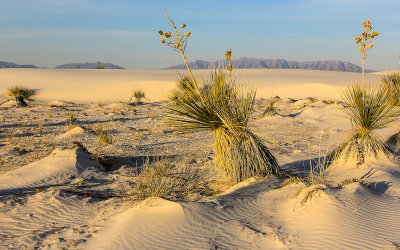 Soaptree Yucca on the edge of the dunes in early morning light in White Sands National Monument